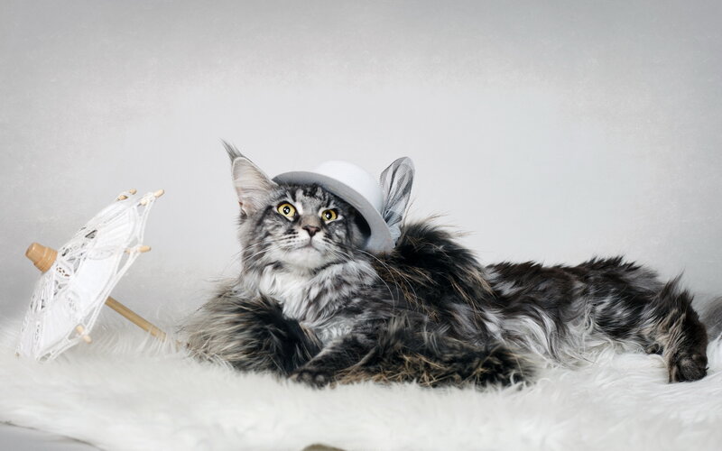 cat in a hat with parasol