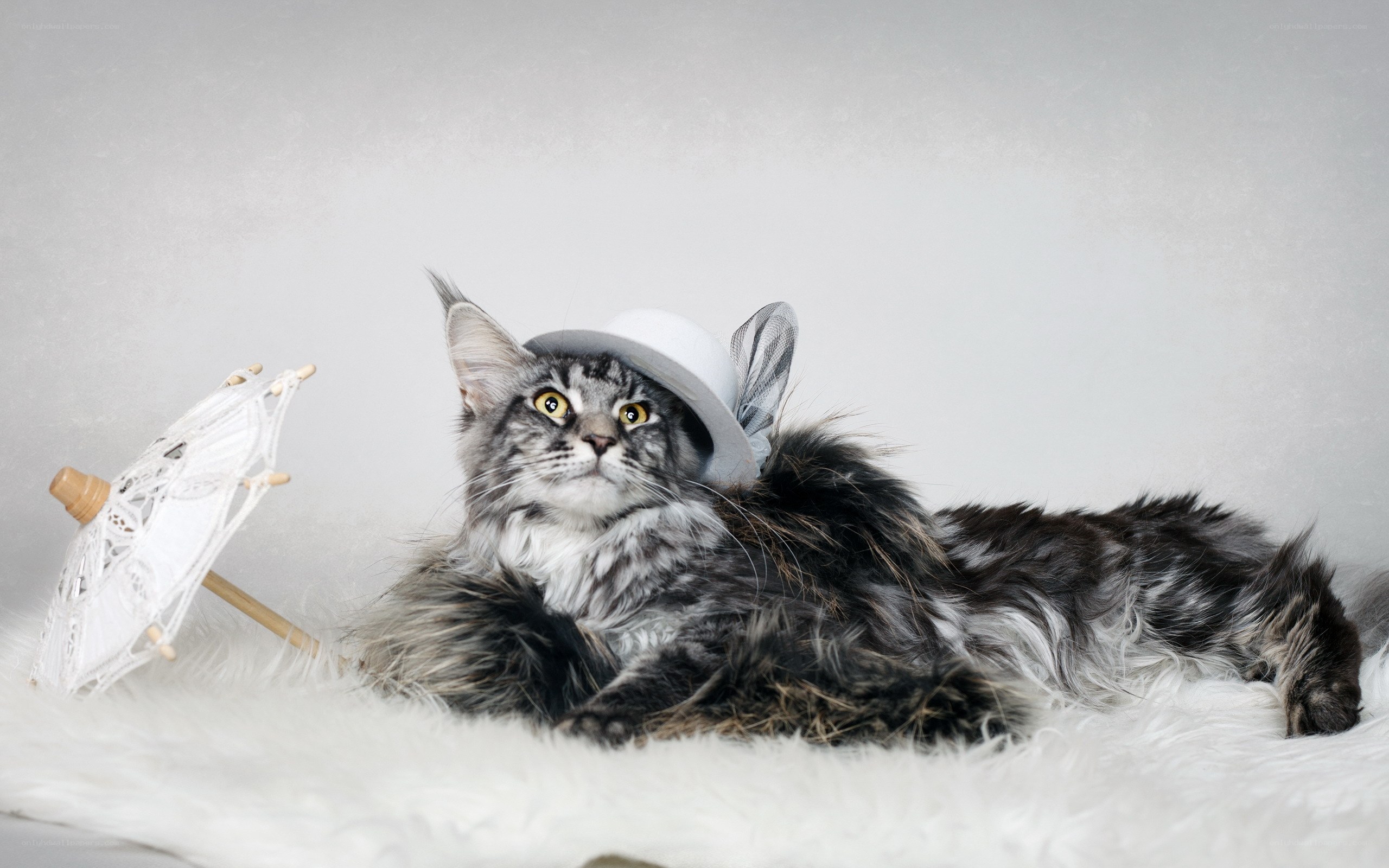cat in a hat with parasol