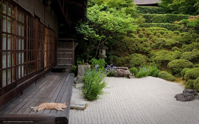 Cat in a Japanese garden