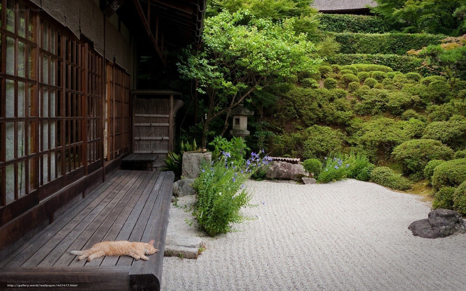 Cat in a Japanese garden