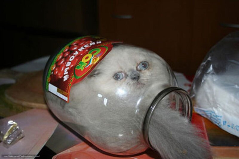 cat in a jar