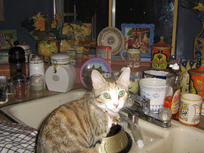cat in a kitchen sink