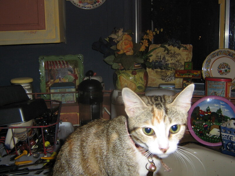 cat in a kitchen
