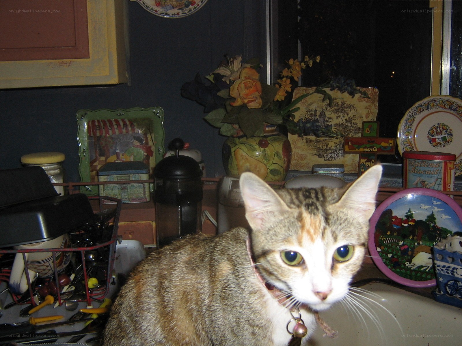 cat in a kitchen