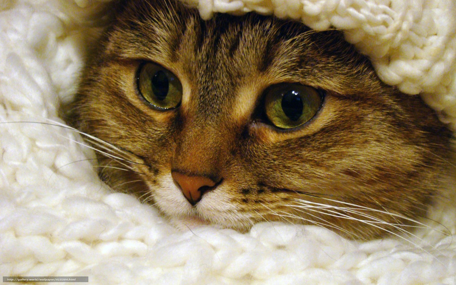 cat in a knitted blanket