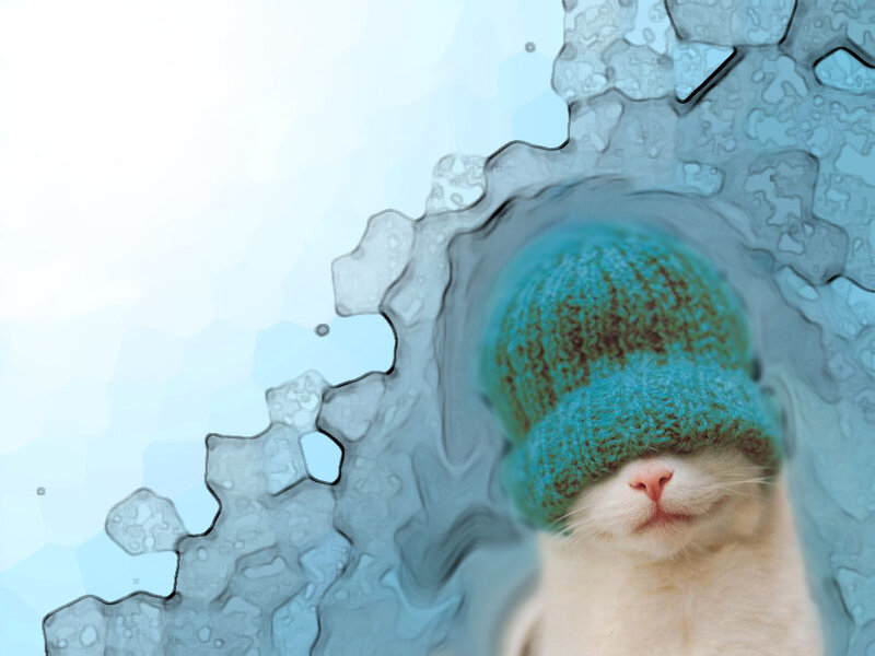 cat in a knitted hat