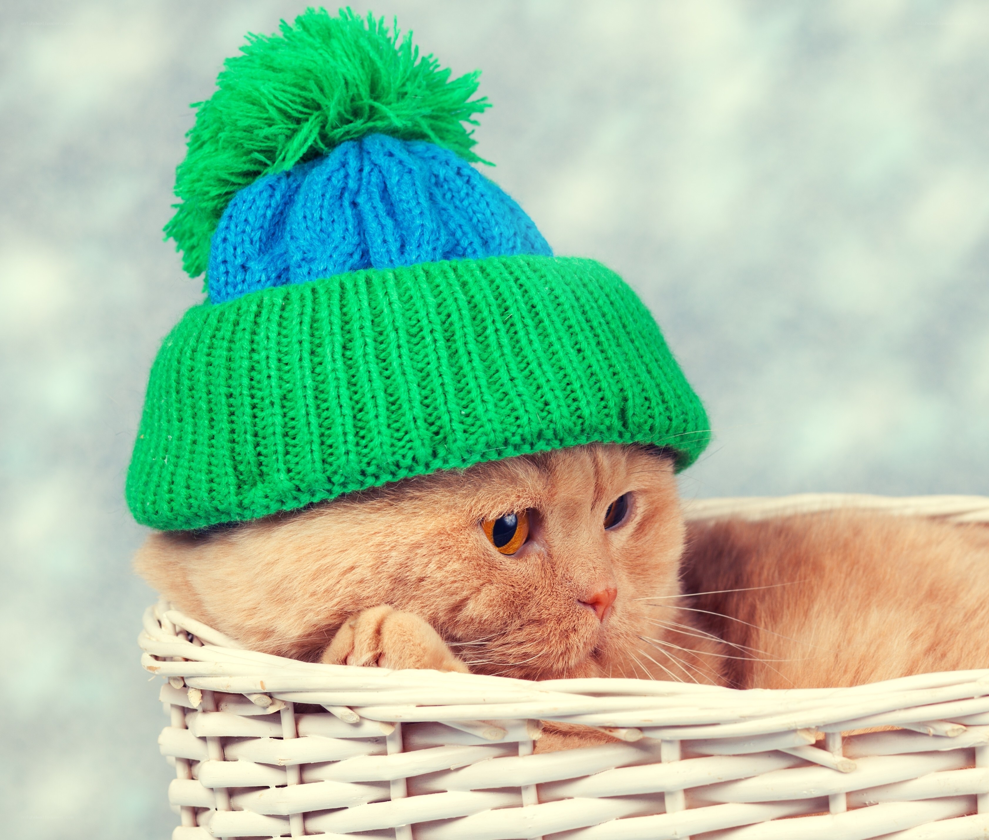 cat in a knitted hat