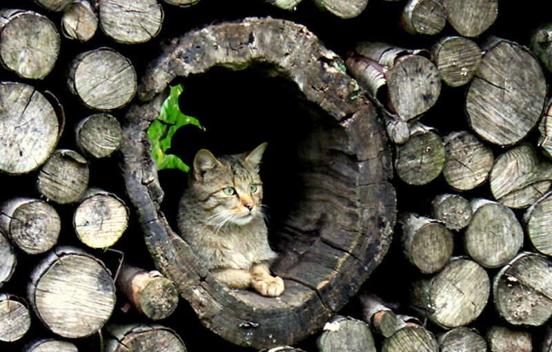 Cat in a log hollow