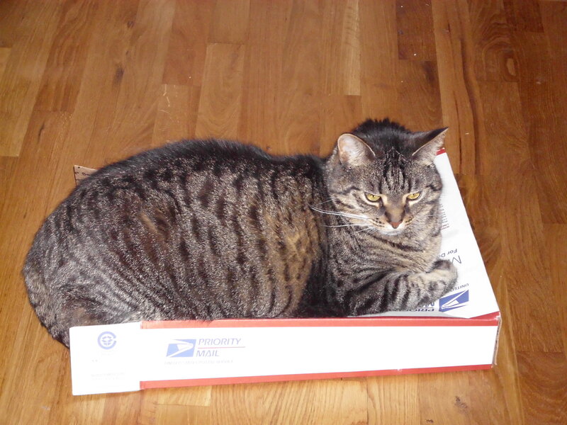 cat in a mail box