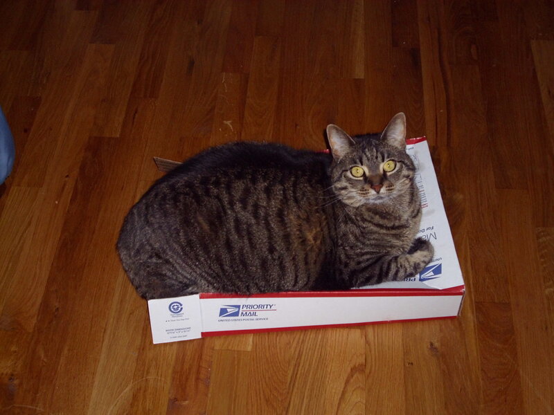 cat in a mail box