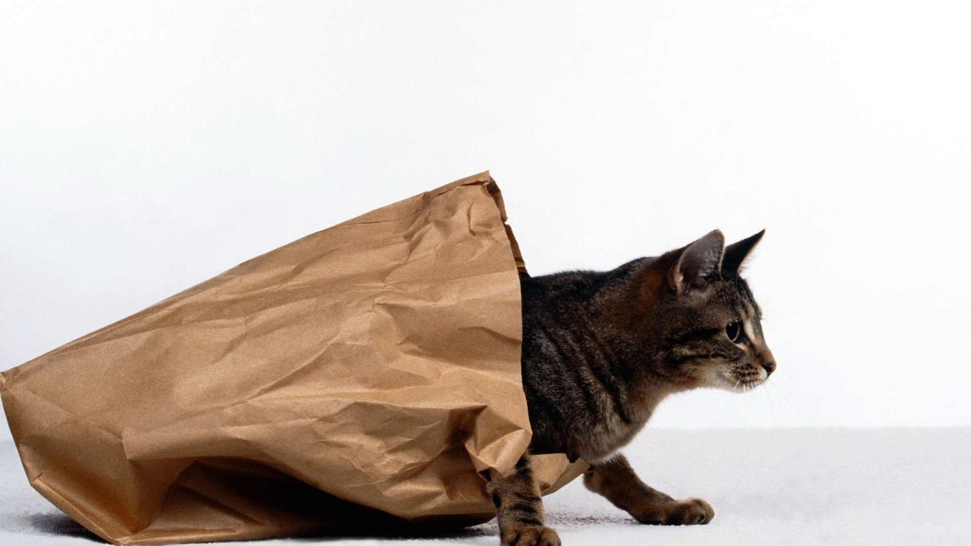 cat in a paper bag