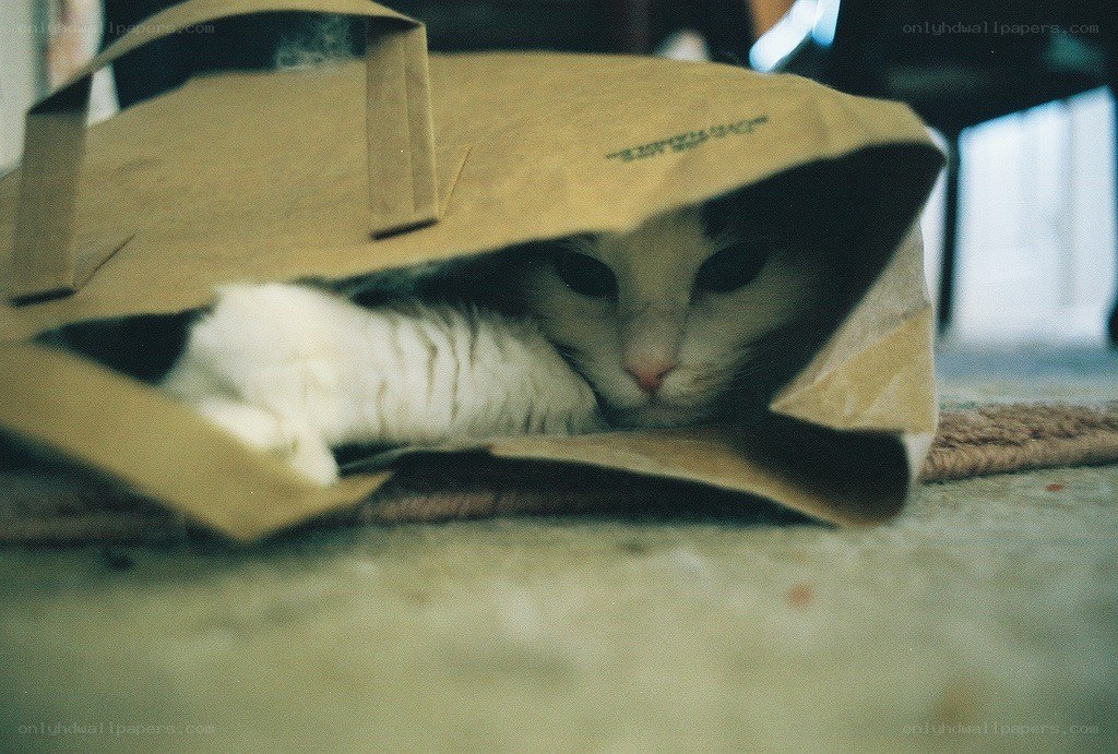 cat in a paper bag