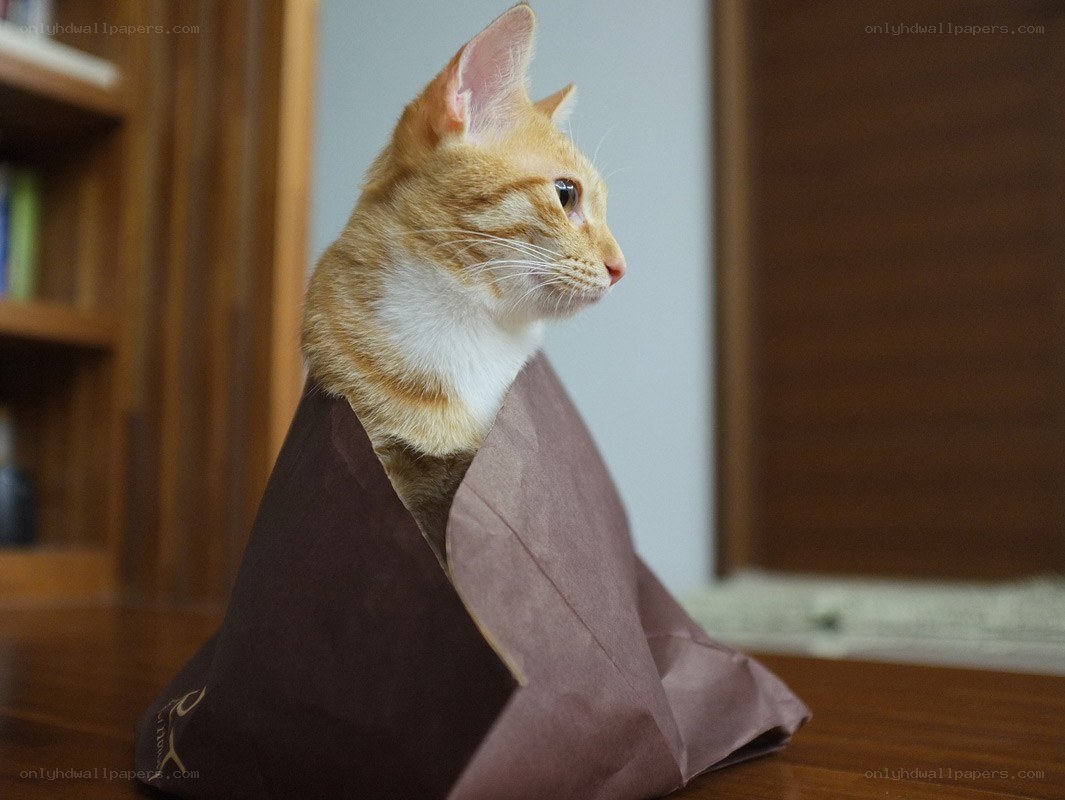cat in a paper bag