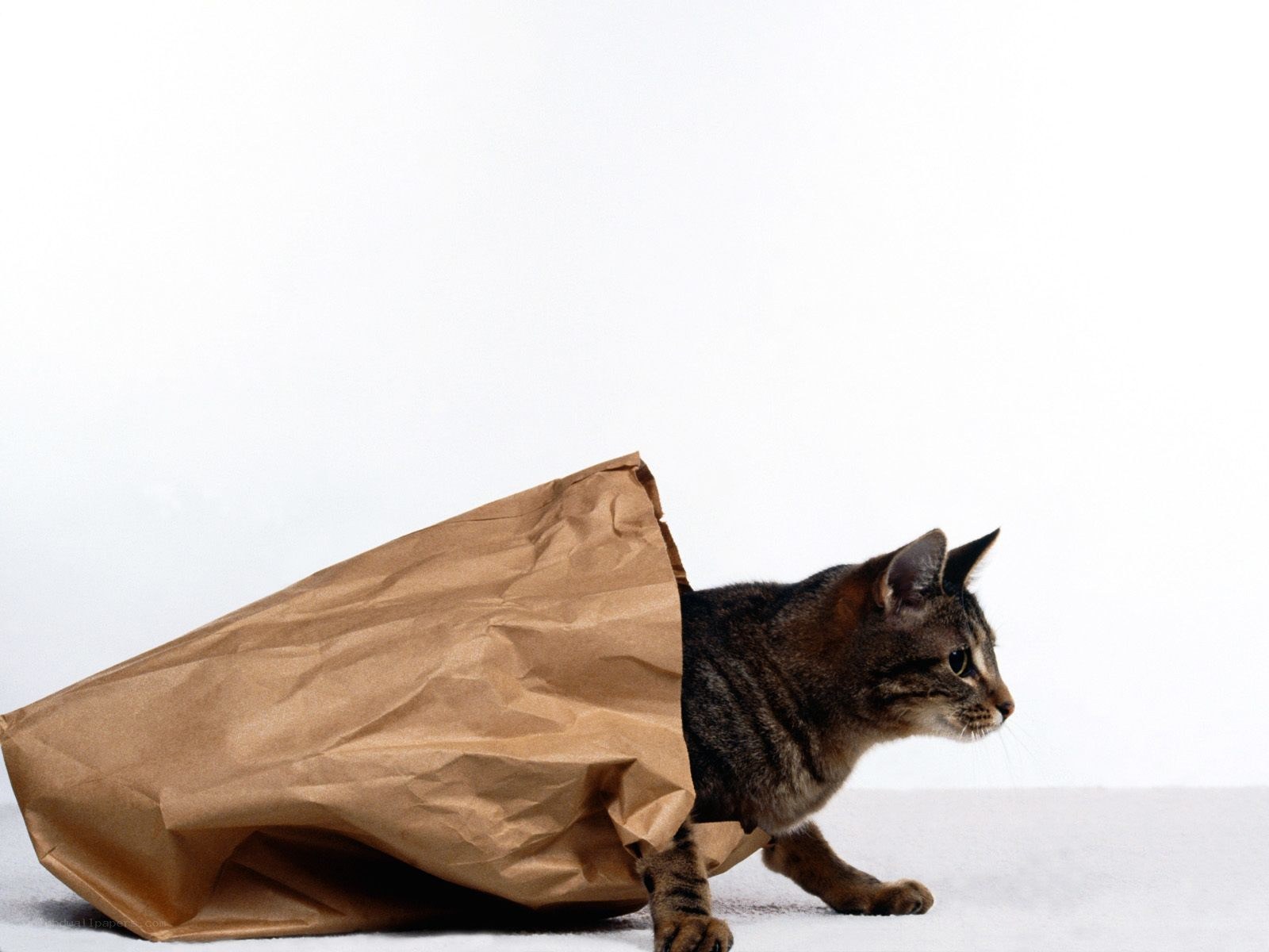 cat in a paper bag