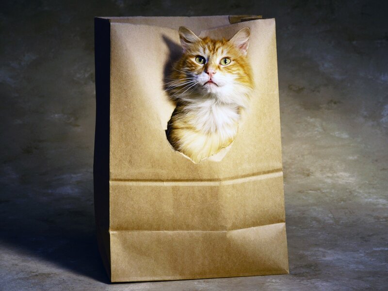 cat in a paper bag