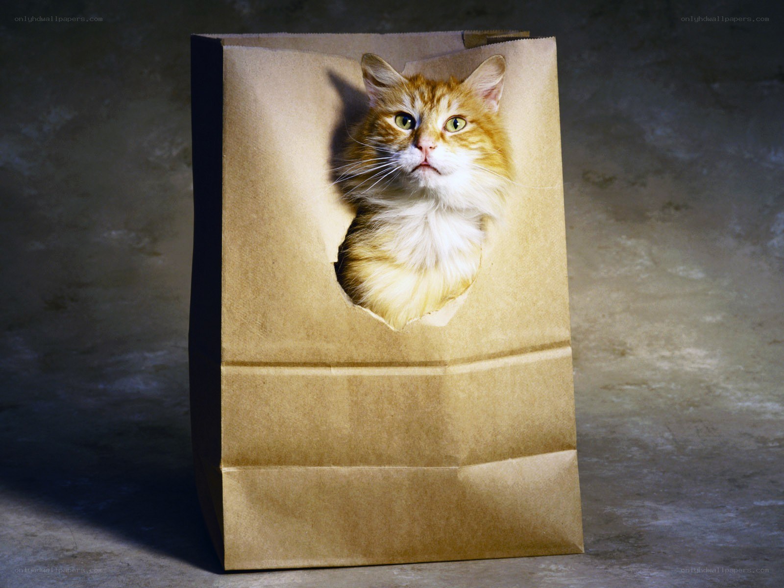 cat in a paper bag