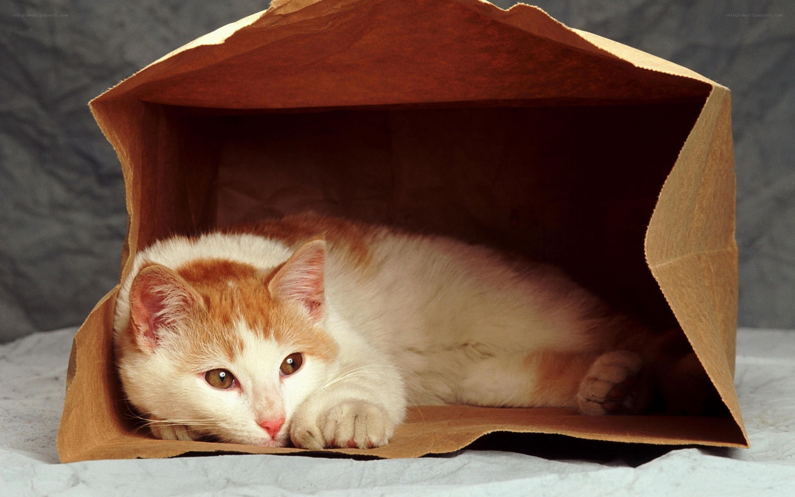 cat in a paper bag