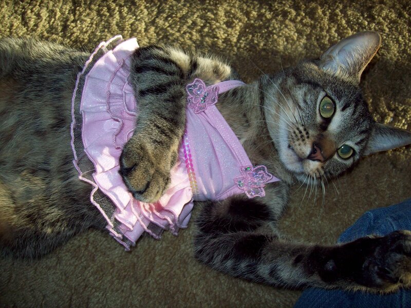 cat in a pink dress