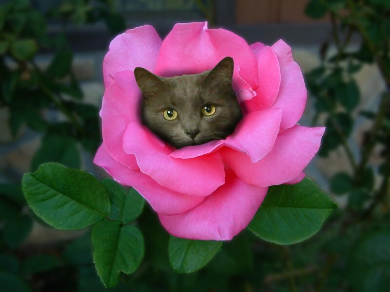 Cat in a Pink Rose