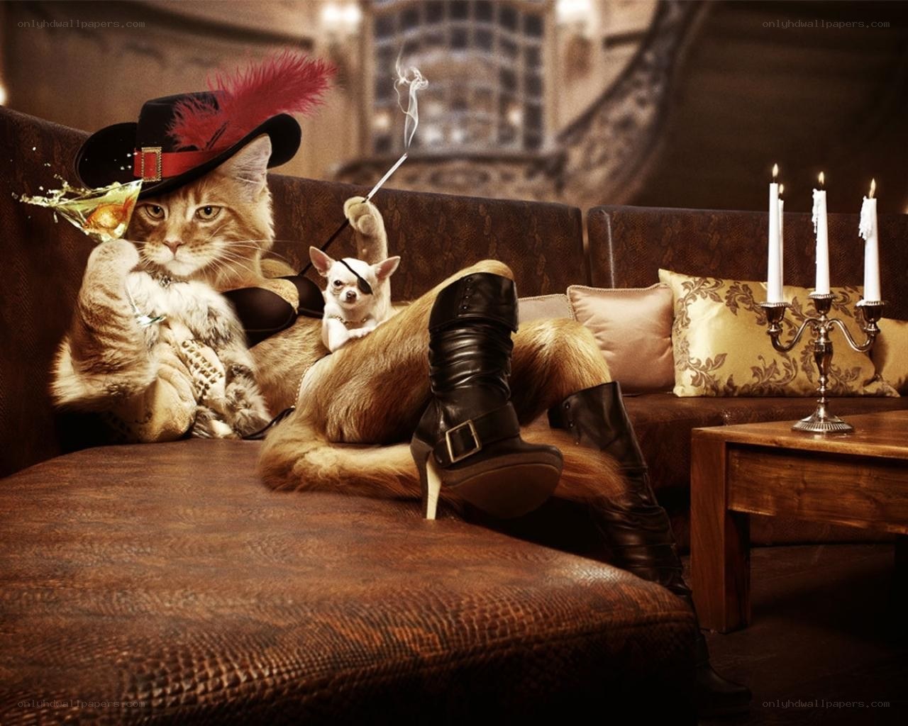 Cat in a pirate hat