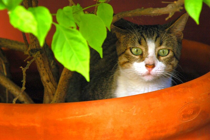 cat in a plant pot