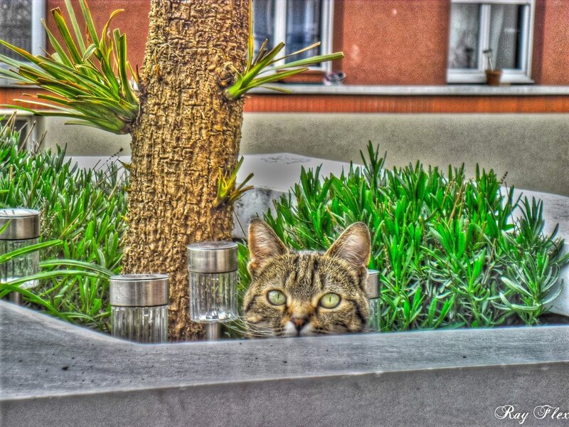cat in a planter