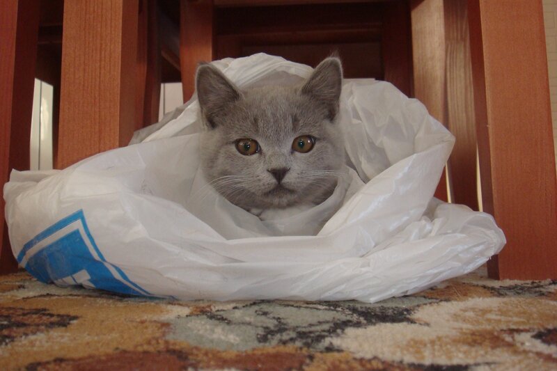 cat in a plastic bag
