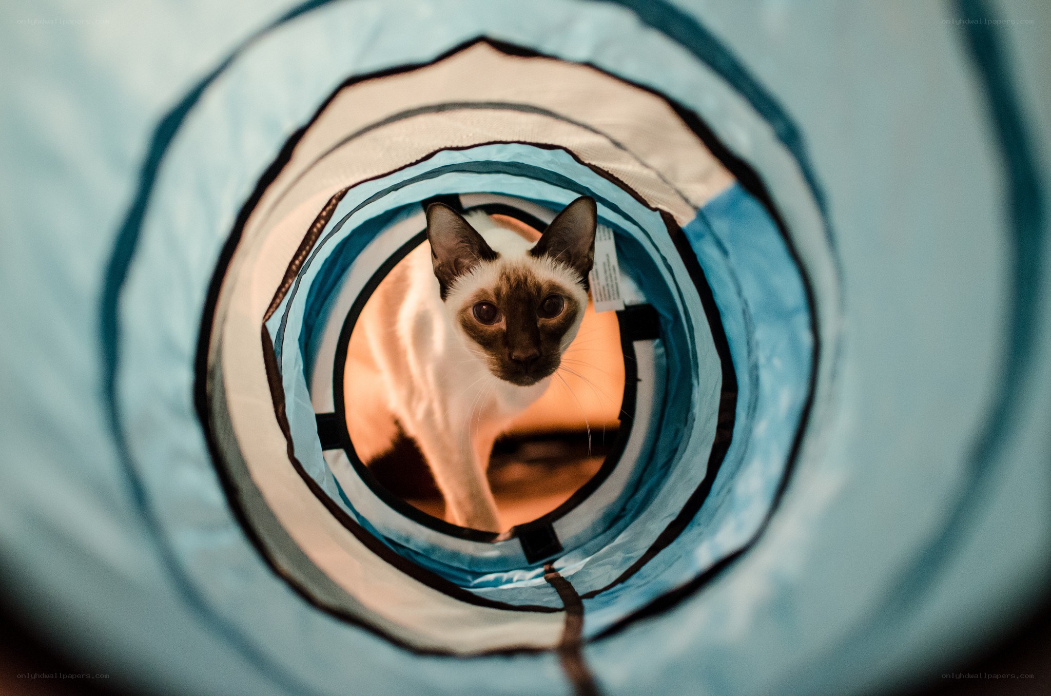 cat in a play tunnel