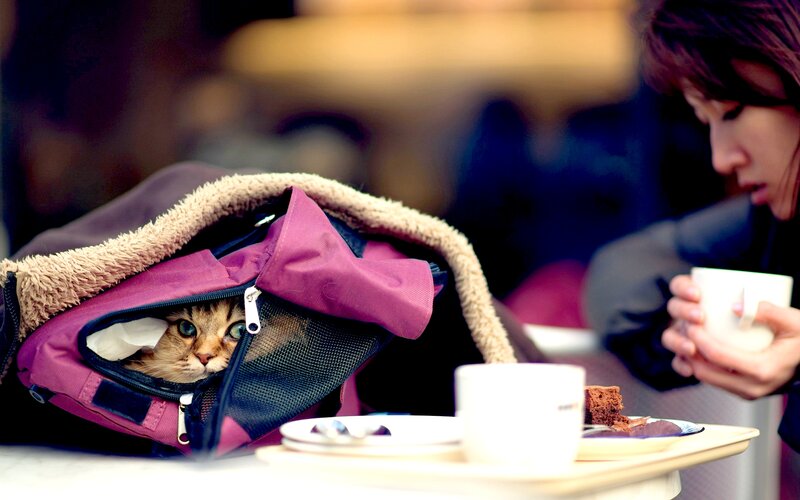 Cat in a Purple Carrier