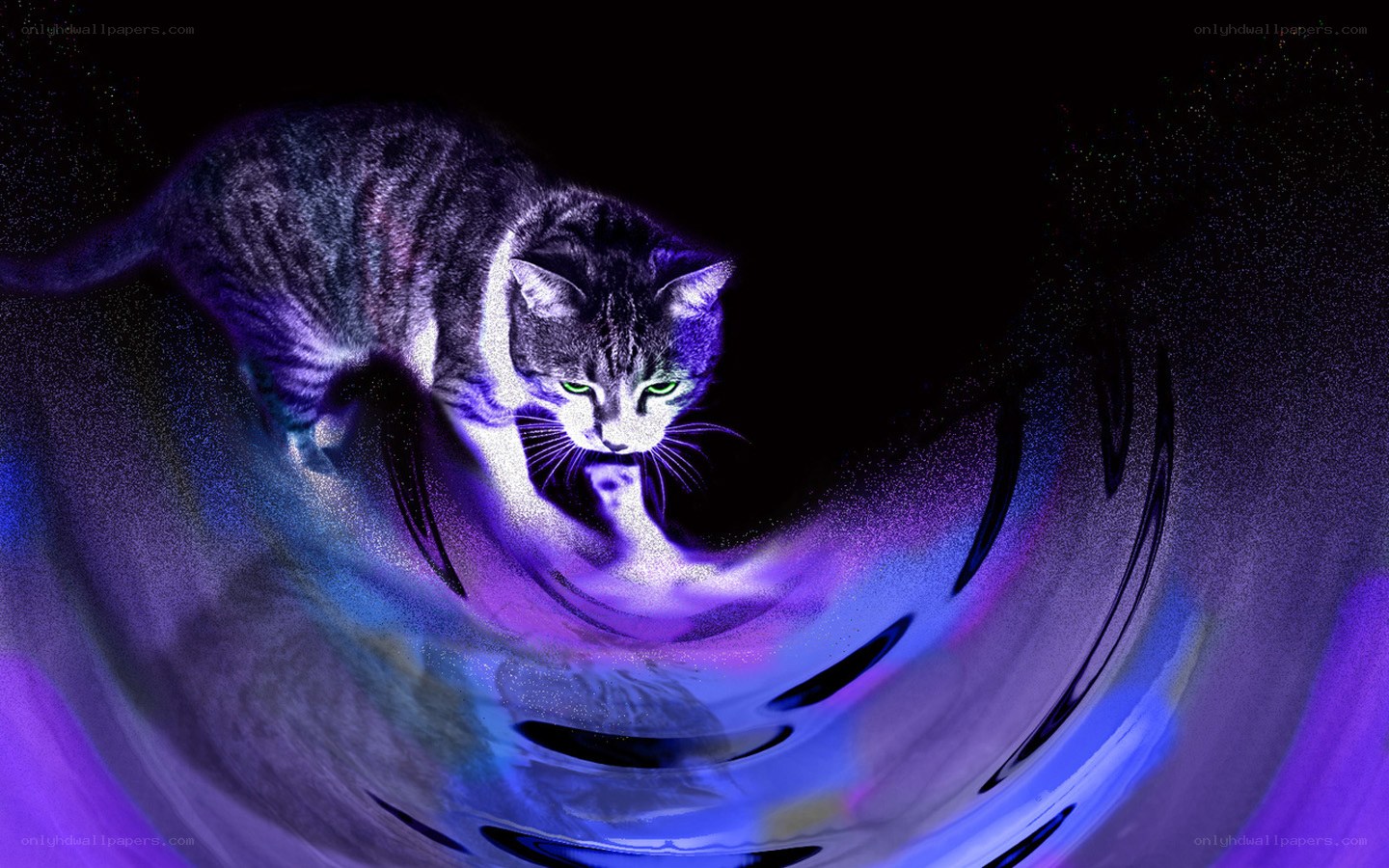 cat in a purple vortex