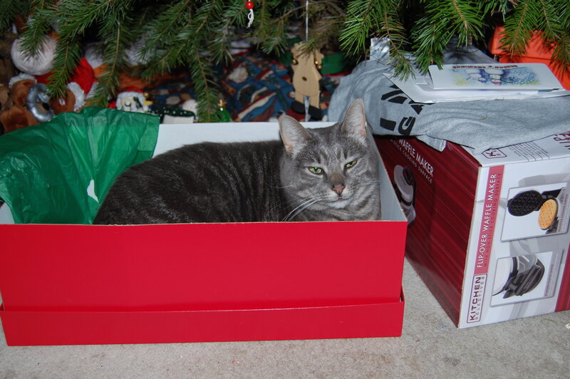 cat in a red box