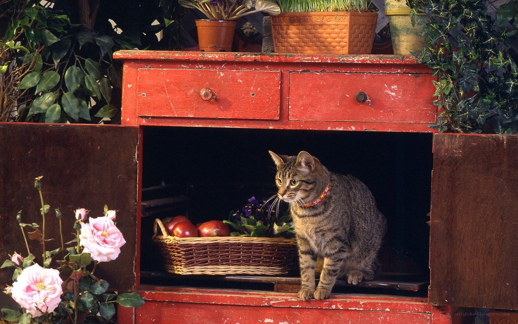 cat in a red cabinet