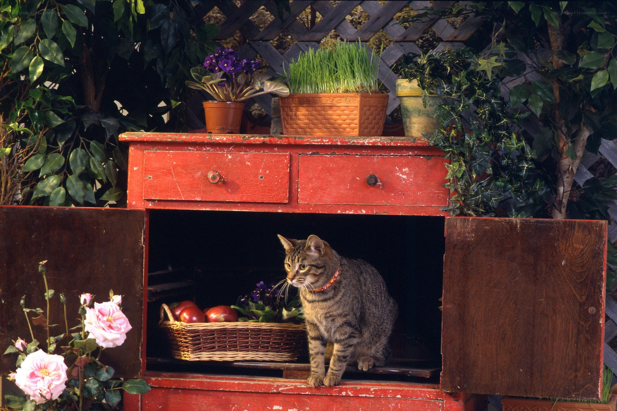 Cat in a red cabinet