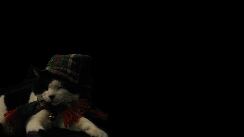 cat in a scarf and hat