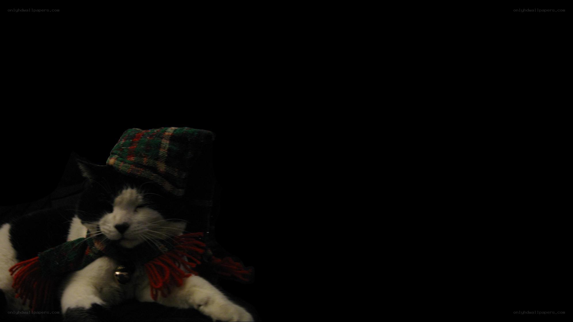 cat in a scarf and hat