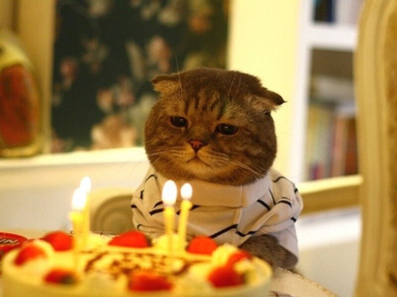 Cat in a Shirt