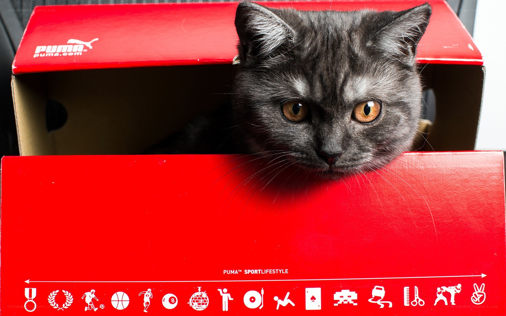cat in a shoe box
