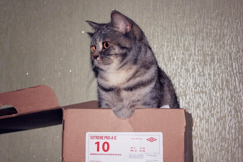 cat in a shoe box