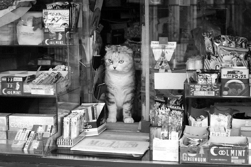 Cat in a Shop Window