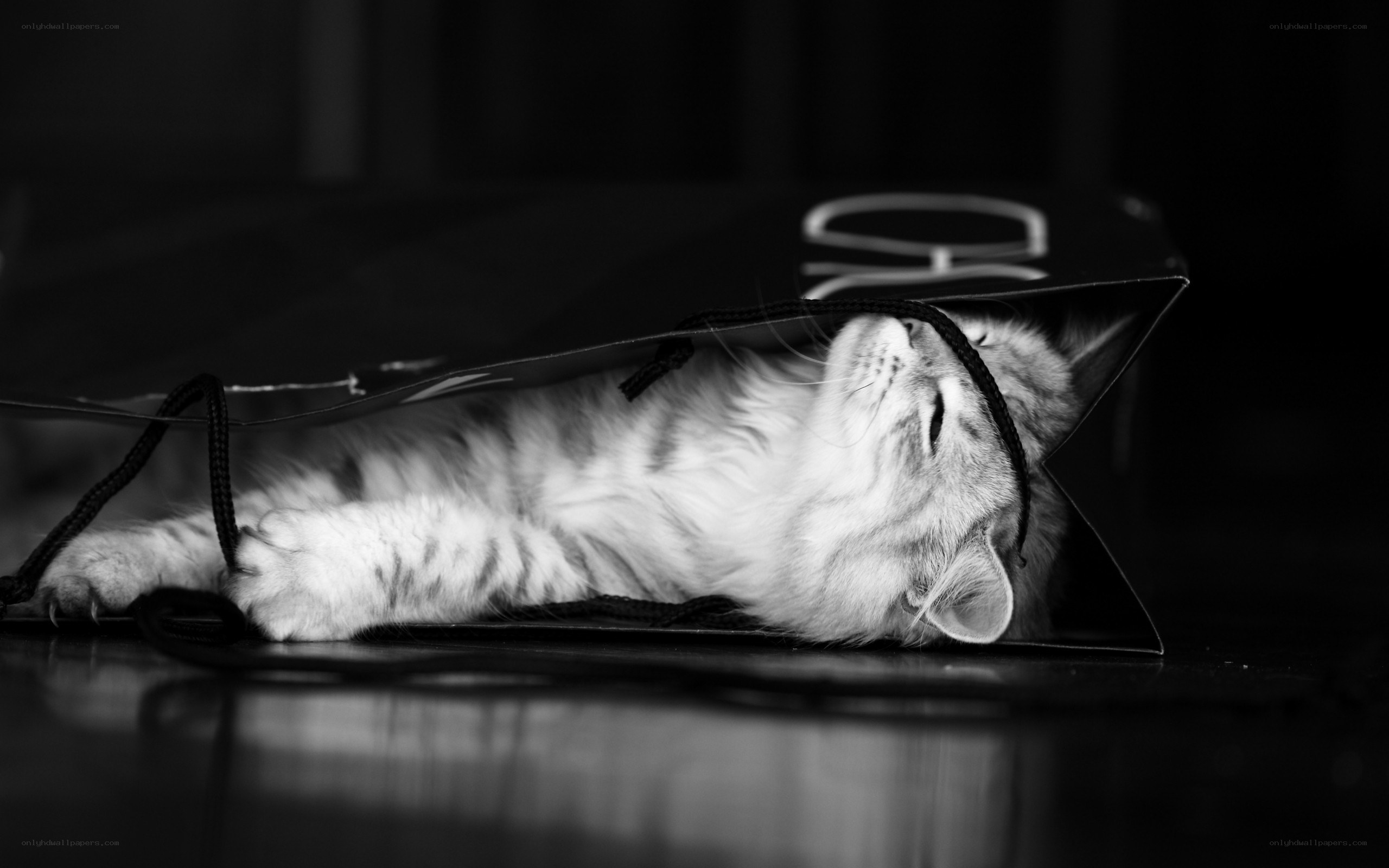 cat in a shopping bag
