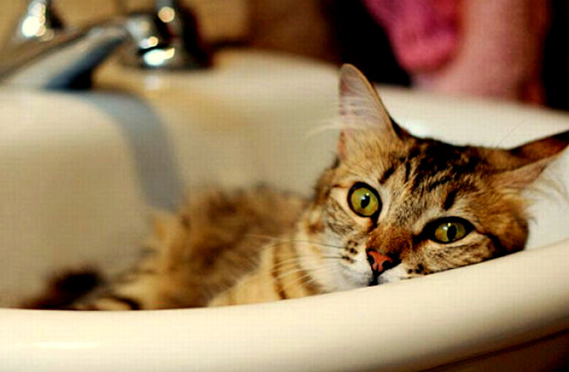 cat in a sink