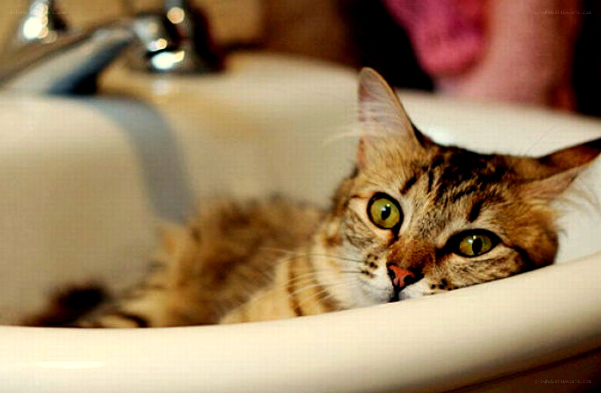 cat in a sink