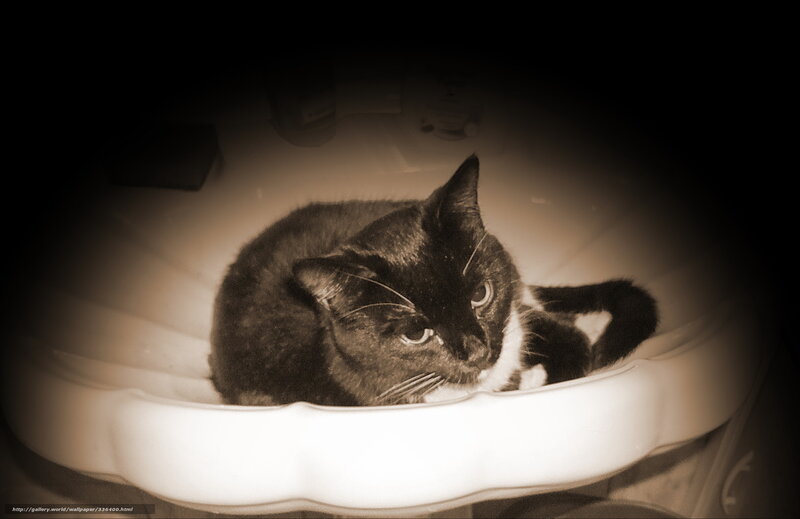 cat in a sink