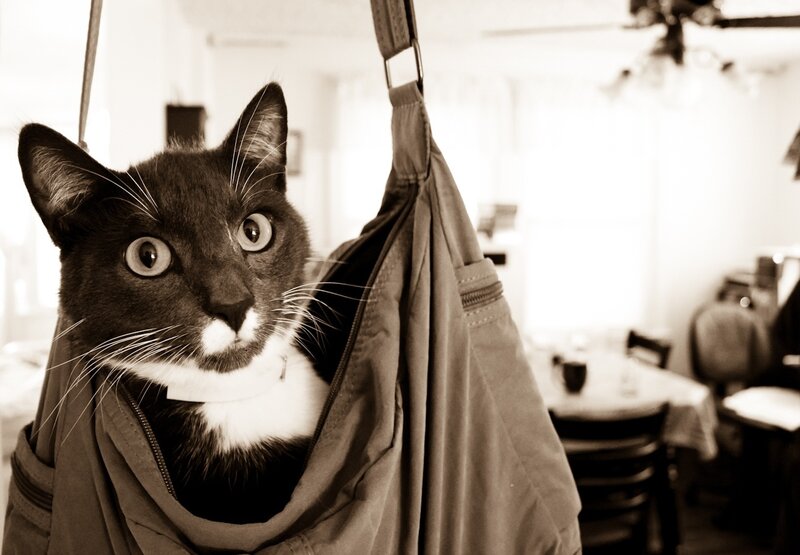 cat in a sling bag