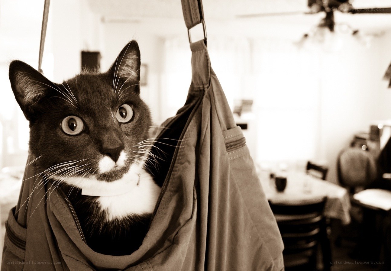 cat in a sling bag