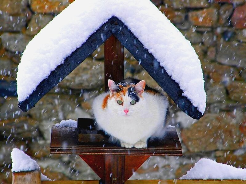 Cat in a snowy shelter