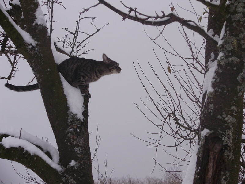Cat in a snowy tree
