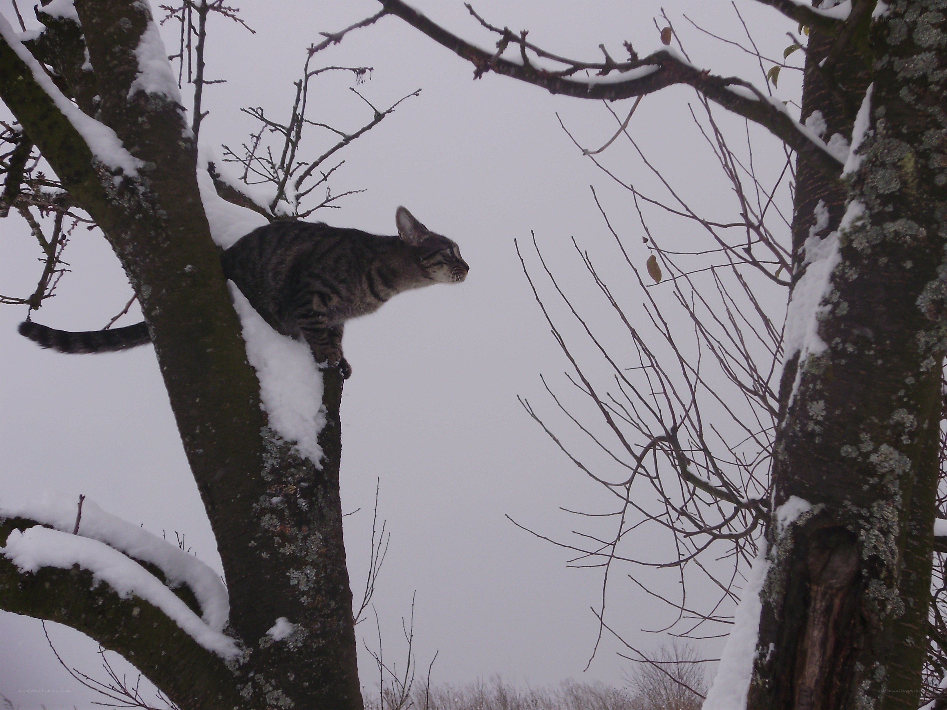 Cat in a snowy tree
