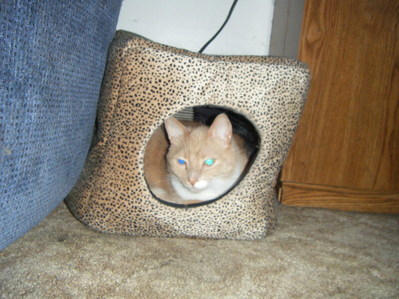 cat in a spotted bed