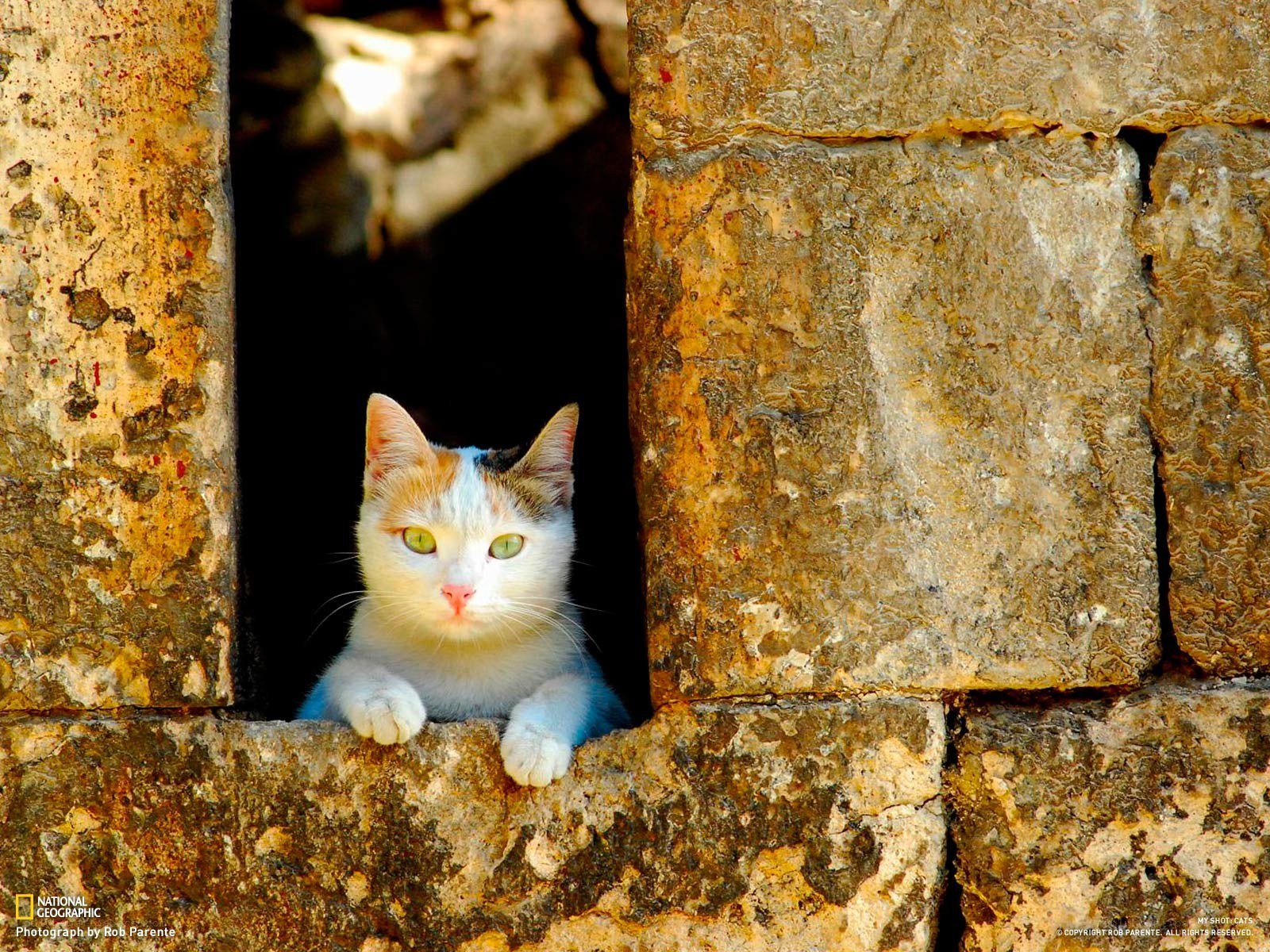 Cat in a stone window